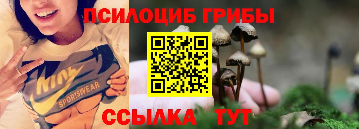 как найти наркотики  Галлюциногенные грибы GOLDEN TEACHER  Пушкино  Вход с VPN  Псилоцибиновые грибы Psilocybine cubensis 